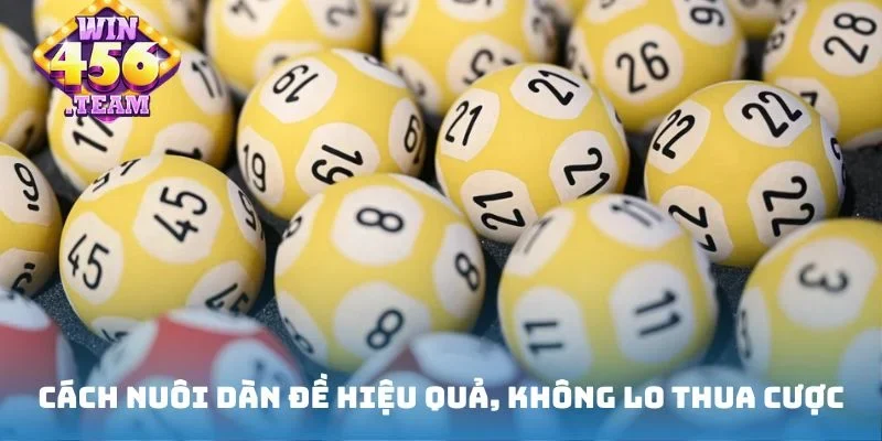 Cách nuôi dàn đề hiệu quả, không lo thua cược