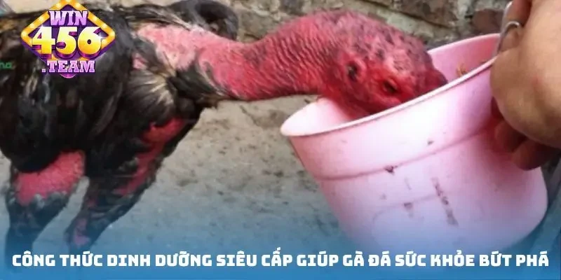 Công thức dinh dưỡng siêu cấp giúp gà đá sức khỏe bứt phá